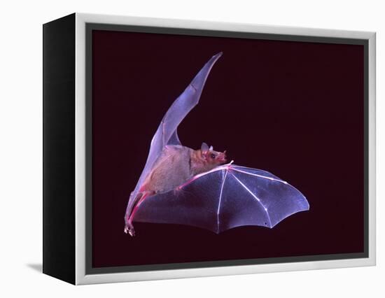 Sanborn's Long-nosed Bat, Arizona, USA-David Northcott-Framed Premier Image Canvas