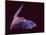 Sanborn's Long-nosed Bat, Arizona, USA-David Northcott-Mounted Photographic Print