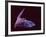 Sanborn's Long-nosed Bat, Arizona, USA-David Northcott-Framed Photographic Print