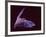 Sanborn's Long-nosed Bat, Arizona, USA-David Northcott-Framed Photographic Print