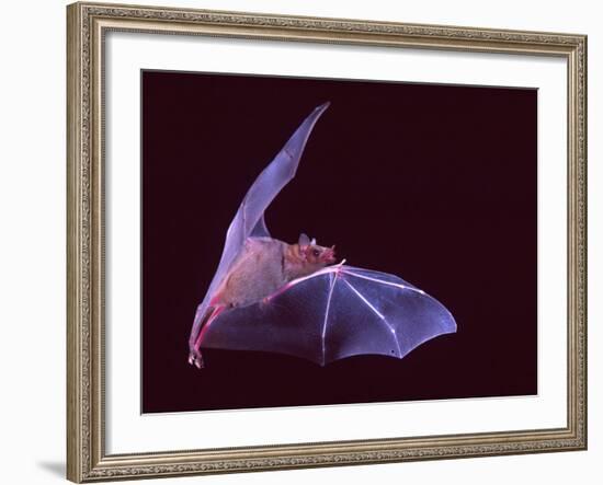 Sanborn's Long-nosed Bat, Arizona, USA-David Northcott-Framed Photographic Print