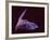 Sanborn's Long-nosed Bat, Arizona, USA-David Northcott-Framed Photographic Print