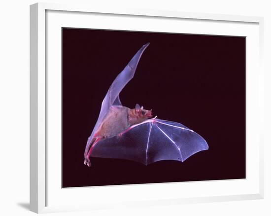 Sanborn's Long-nosed Bat, Arizona, USA-David Northcott-Framed Photographic Print