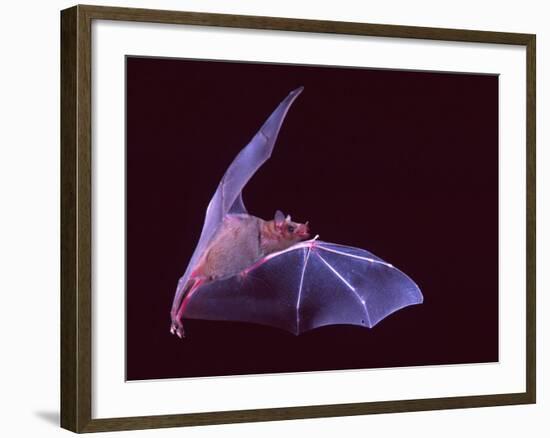 Sanborn's Long-nosed Bat, Arizona, USA-David Northcott-Framed Photographic Print