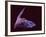 Sanborn's Long-nosed Bat, Arizona, USA-David Northcott-Framed Photographic Print