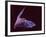 Sanborn's Long-nosed Bat, Arizona, USA-David Northcott-Framed Photographic Print