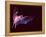 Sanborn's Long-nosed Bat, Arizona, USA-David Northcott-Framed Premier Image Canvas