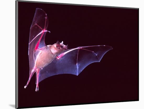 Sanborn's Long-nosed Bat, Arizona, USA-David Northcott-Mounted Photographic Print