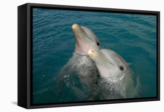 Sanctuary Bay, Grand Bahama. Bahamas. Unexso. Program Swim and close Encounter with the Dolphins, 2-null-Framed Premier Image Canvas