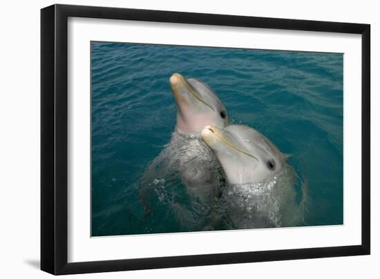 Sanctuary Bay, Grand Bahama. Bahamas. Unexso. Program Swim and close Encounter with the Dolphins, 2-null-Framed Giclee Print