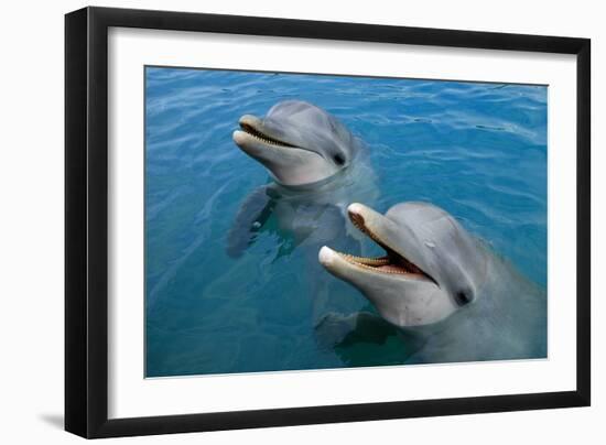 Sanctuary Bay, Grand Bahama. Bahamas. Unexso. Program Swim and close Encounter with the Dolphins, 2-null-Framed Giclee Print