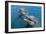 Sanctuary Bay, Grand Bahama. Bahamas. Unexso. Program Swim and close Encounter with the Dolphins, 2-null-Framed Giclee Print