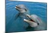 Sanctuary Bay, Grand Bahama. Bahamas. Unexso. Program Swim and close Encounter with the Dolphins, 2-null-Mounted Giclee Print