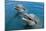 Sanctuary Bay, Grand Bahama. Bahamas. Unexso. Program Swim and close Encounter with the Dolphins, 2-null-Mounted Giclee Print