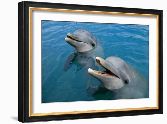 Sanctuary Bay, Grand Bahama. Bahamas. Unexso. Program Swim and close Encounter with the Dolphins, 2-null-Framed Giclee Print