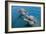 Sanctuary Bay, Grand Bahama. Bahamas. Unexso. Program Swim and close Encounter with the Dolphins, 2-null-Framed Giclee Print