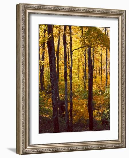 Sanctuary Woods I-Kathy Mansfield-Framed Art Print