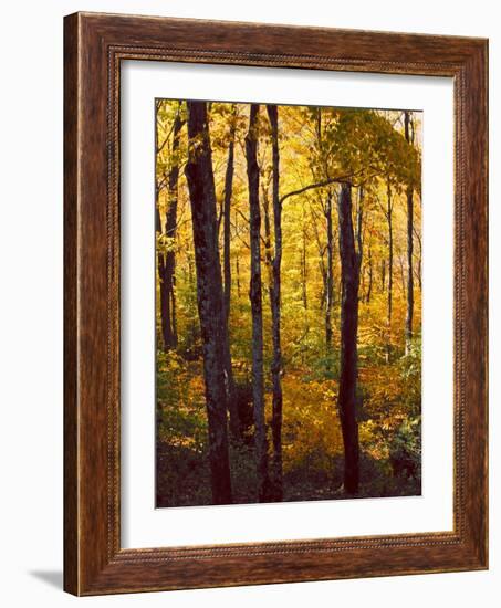 Sanctuary Woods I-Kathy Mansfield-Framed Art Print