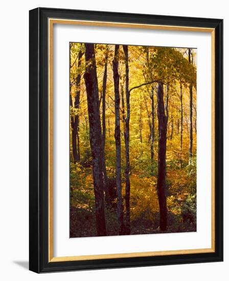 Sanctuary Woods I-Kathy Mansfield-Framed Art Print