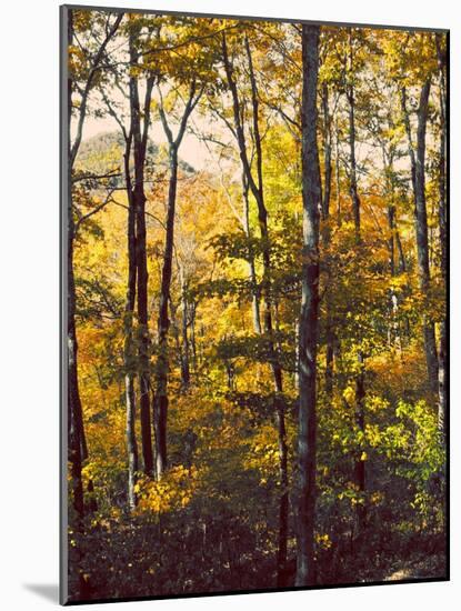 Sanctuary Woods II-Kathy Mansfield-Mounted Art Print