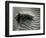 Sand and Grass, White Sands, 1946(Printed 1975)-Brett Weston-Framed Photographic Print