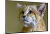 Sand cat (Felis margarita) portrait  captive, occurs in Asia from Morocco to Uzbekistan-Daniel Heuclin-Mounted Photographic Print