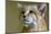 Sand cat (Felis margarita) portrait  captive, occurs in Asia from Morocco to Uzbekistan-Daniel Heuclin-Mounted Photographic Print