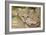 Sand Cat-null-Framed Photographic Print