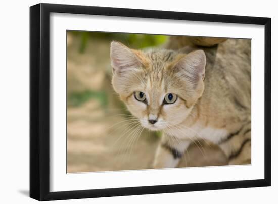 Sand Cat-null-Framed Photographic Print