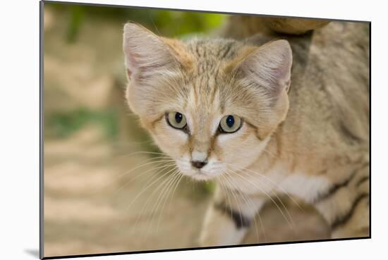 Sand Cat-null-Mounted Photographic Print