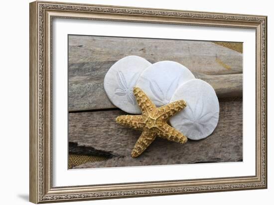 Sand dollar and starfish still-life-Savanah Plank-Framed Photographic Print