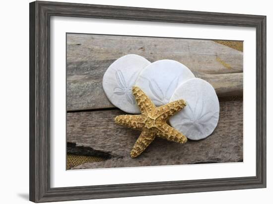 Sand dollar and starfish still-life-Savanah Plank-Framed Photographic Print