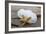 Sand dollar and starfish still-life-Savanah Plank-Framed Photographic Print