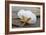 Sand dollar and starfish still-life-Savanah Plank-Framed Photographic Print