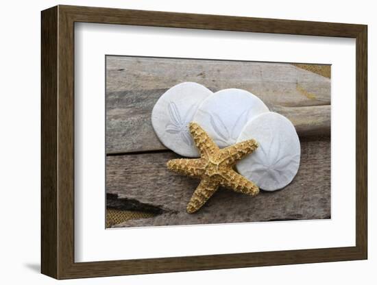 Sand dollar and starfish still-life-Savanah Plank-Framed Photographic Print