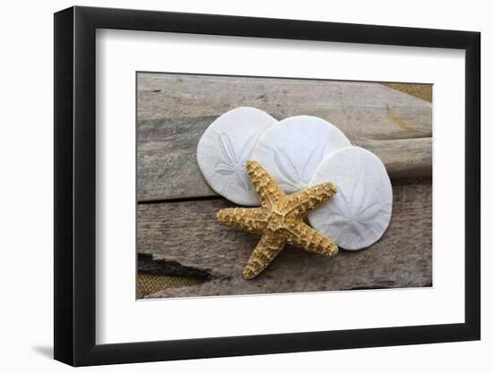 Sand dollar and starfish still-life-Savanah Plank-Framed Photographic Print
