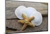 Sand dollar and starfish still-life-Savanah Plank-Mounted Photographic Print