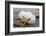 Sand dollar and starfish still-life-Savanah Plank-Framed Photographic Print