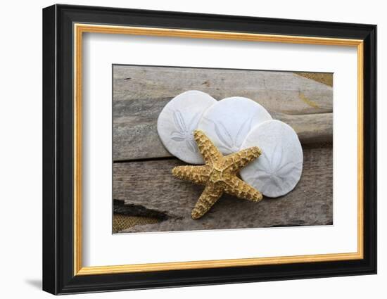 Sand dollar and starfish still-life-Savanah Plank-Framed Photographic Print