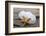 Sand dollar and starfish still-life-Savanah Plank-Framed Photographic Print