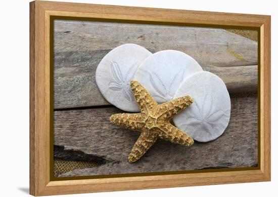 Sand dollar and starfish still-life-Savanah Plank-Framed Premier Image Canvas