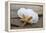 Sand dollar and starfish still-life-Savanah Plank-Framed Premier Image Canvas