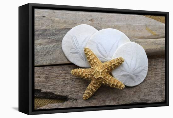 Sand dollar and starfish still-life-Savanah Plank-Framed Premier Image Canvas