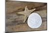 Sand dollar and starfish still-life-Savanah Plank-Mounted Photographic Print