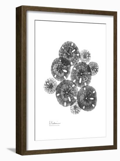 Sand Dollar Arrangement-Albert Koetsier-Framed Art Print