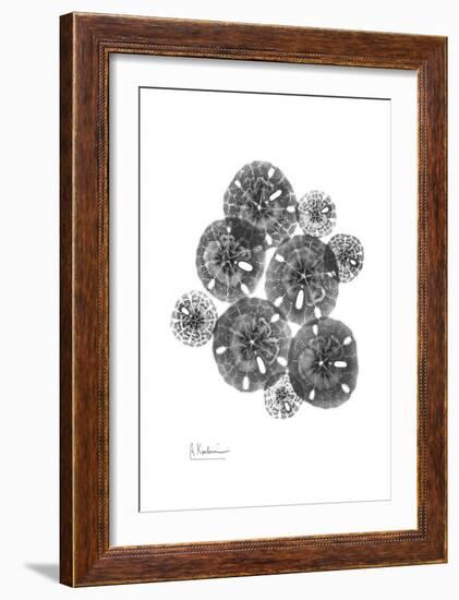 Sand Dollar Arrangement-Albert Koetsier-Framed Art Print