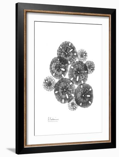 Sand Dollar Arrangement-Albert Koetsier-Framed Art Print