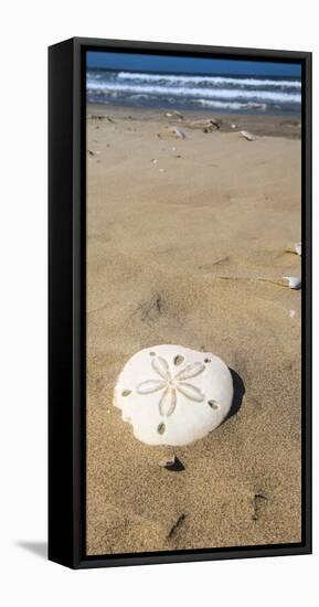 Sand Dollar Beach, Magdalena Island, Baja, Mexico. Single sand dollar on the beach.-Janet Muir-Framed Premier Image Canvas