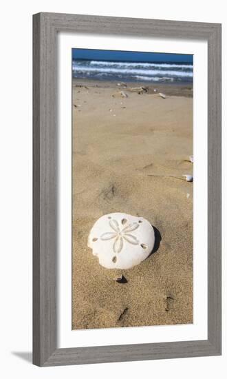 Sand Dollar Beach, Magdalena Island, Baja, Mexico. Single sand dollar on the beach.-Janet Muir-Framed Photographic Print