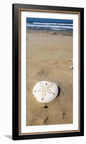 Sand Dollar Beach, Magdalena Island, Baja, Mexico. Single sand dollar on the beach.-Janet Muir-Framed Photographic Print